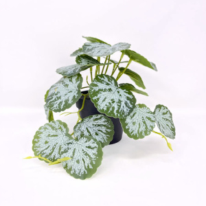 n122079-1-img_e7143_begonia_en_pot