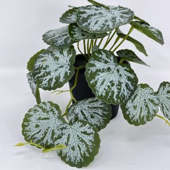 n122079-2-img_e7144_begonia_en_pot