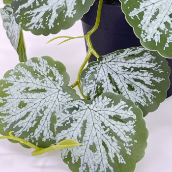 n122079-3-img_e7145_begonia_en_pot