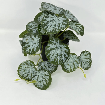 n122079-4-img_e7146_begonia_en_pot