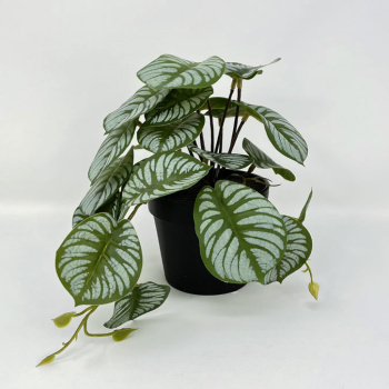 n122080-1-img_e7147_begonia_en_pot