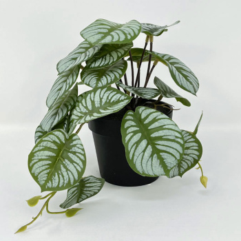 n122080-2-img_e7148_begonia_en_pot