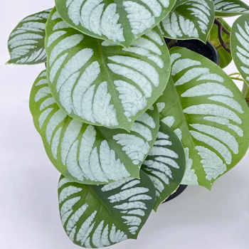 n122080-3-img_e7149_begonia_en_pot