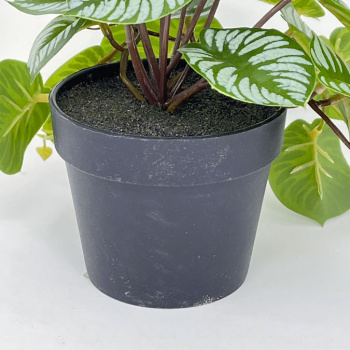 n122080-4-img_e7150_begonia_en_pot