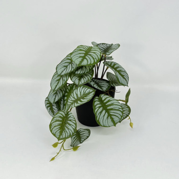 n122080-5-img_e7151_begonia_en_pot